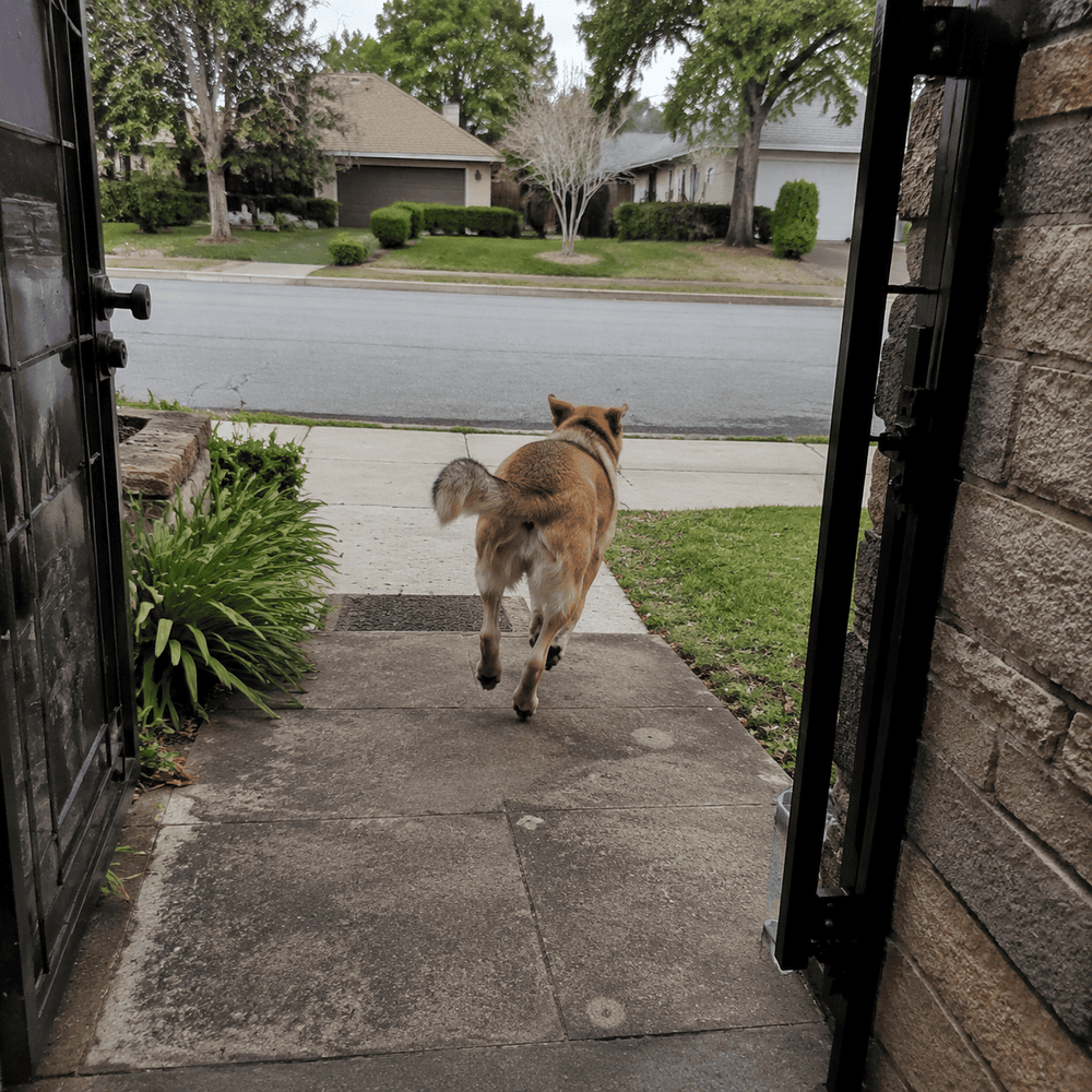 Chien qui s'échappe par le portail