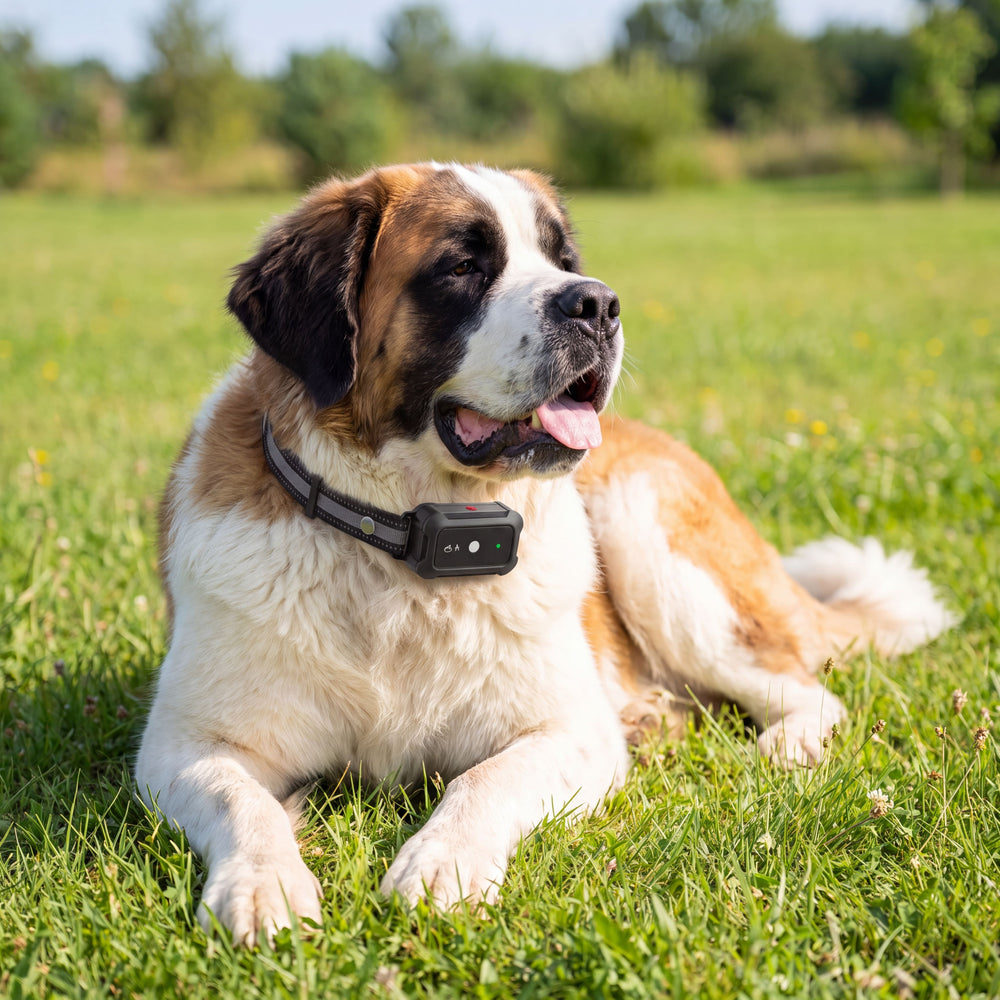 Chien portant le collier Sentinel